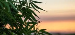 Marijuana: Open for Business in Massachusetts